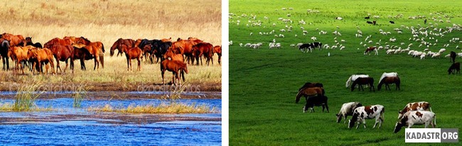 Животноводство во Внутренней Монголии вновь возрождается